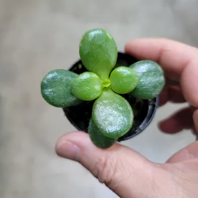 Crassula ovata 'Minima' - 2"