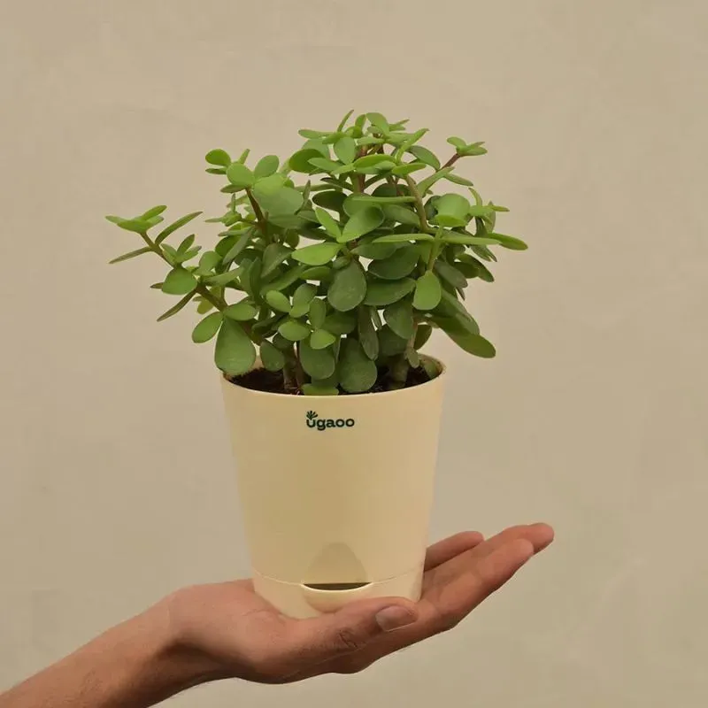 Good Luck Jade Live Plant with Self Watering Pot