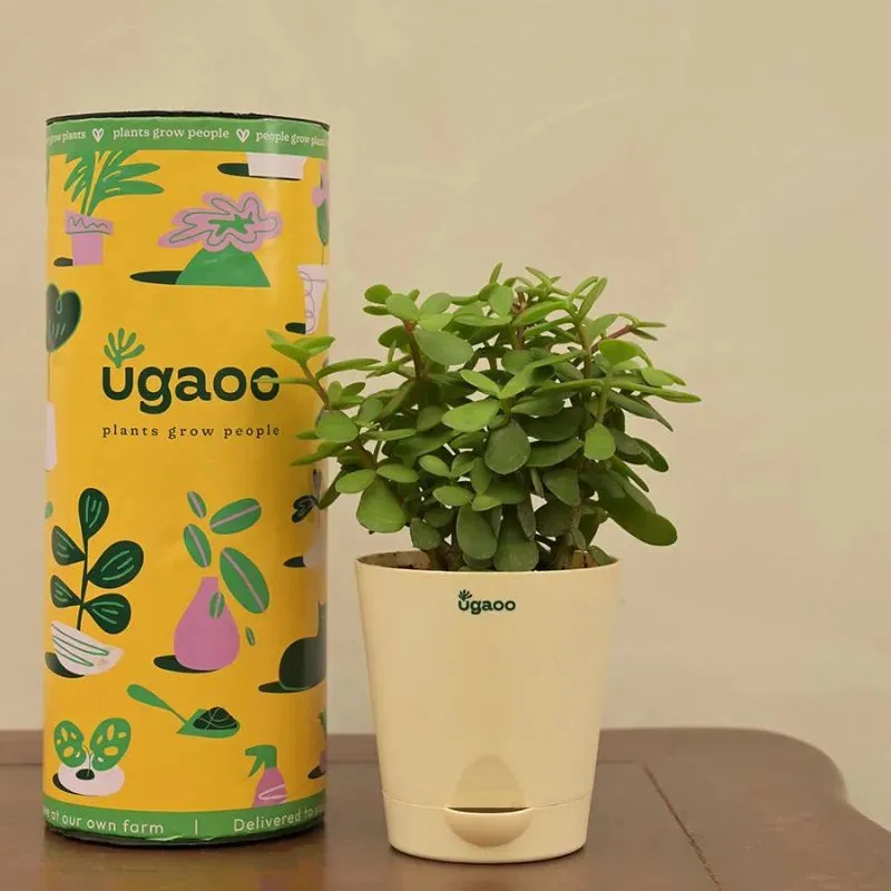 Good Luck Jade Live Plant with Self Watering Pot