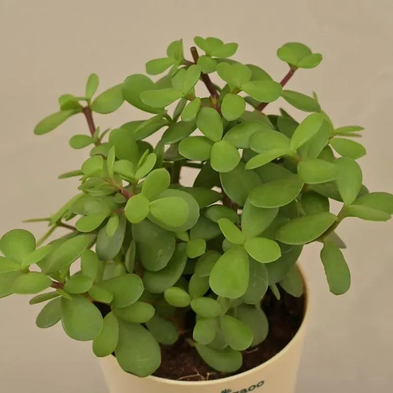 Good Luck Jade Live Plant with Self Watering Pot