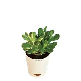 Ugaoo Crassula Ovata Variegated Plant