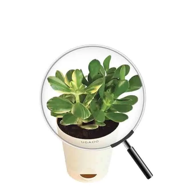 Ugaoo Crassula Ovata Variegated Plant
