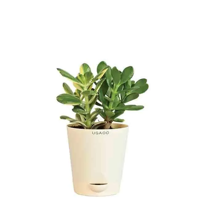 Ugaoo Crassula Ovata Variegated Plant